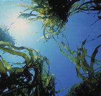 Marengo Reefs Marine Sanctuary - Accommodation Guide