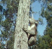 Creswick Regional Park - Accommodation China