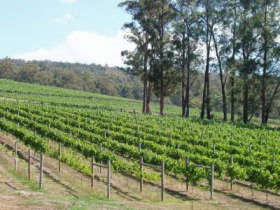 Piedmont Vineyard - Accommodation Asia 0