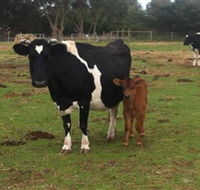 Animal Land Children's Farm - Accommodation Asia