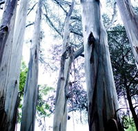Dandenong Ranges National Park - Accommodation Guide