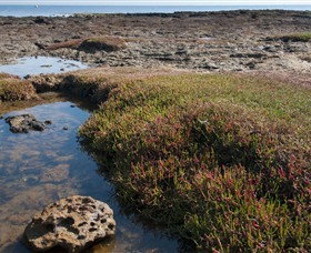 Ricketts Point Marine Sanctuary - Accommodation Guide 0