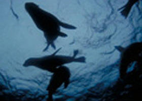 The Arches Marine Sanctuary - Accommodation Guide 0