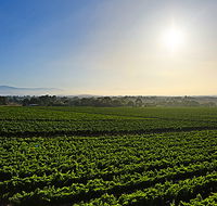 GREENSTONE VINEYARDS - Accommodation Guide