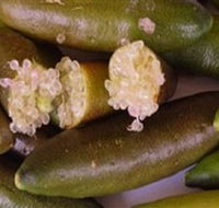 Sandy Creek Olives and Finger Limes - Accommodation Guide