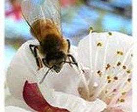 Clayridge Honey - Accommodation Asia 0