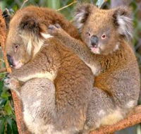 Shoalhaven Zoo - Accommodation Asia