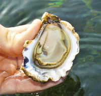 The Oyster Pot - Accommodation Guide