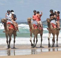 Camel Rides with Coffs Coast Camels - Accommodation Asia