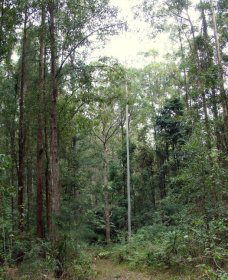 Bongil Bongil National Park - Accommodation Asia 0
