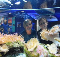 Solitary Islands Aquarium - Accommodation Asia