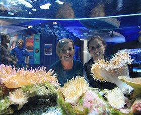 Solitary Islands Aquarium - Accommodation Asia 0