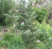 Tombstone Estate Vineyard - Accommodation Guide