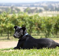 Moothi Estate Vineyard and Cellar Door - Accommodation Asia