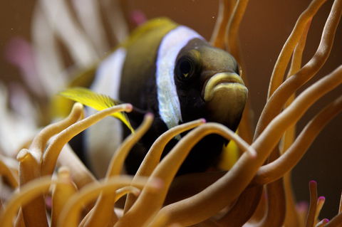 Solitary Islands Aquarium - Accommodation Asia 1