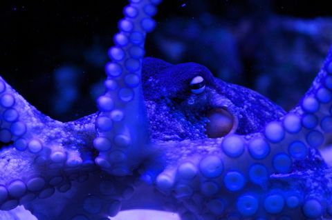 Solitary Islands Aquarium - Accommodation Asia 2
