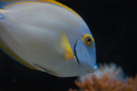 Solitary Islands Aquarium - Accommodation Asia 3