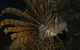 Solitary Islands Aquarium - thumb 4