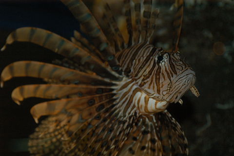 Solitary Islands Aquarium - Accommodation Asia 4