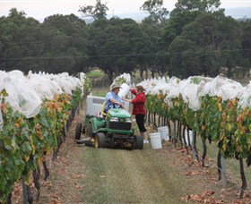 Razorback Ridge Wines - Accommodation Guide 7