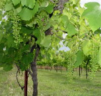 Holland Wines - Accommodation Guide