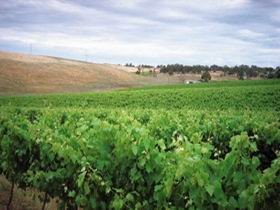 Uleybury Wines - Accommodation China 2