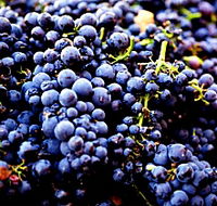 Nandroya Vineyard - Accommodation Guide