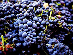 Nandroya Vineyard - Accommodation Guide 0