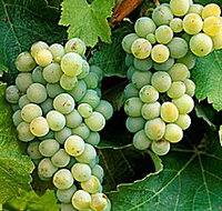 Clover Hill Vineyard - Accommodation China