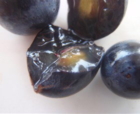 Cannibal Creek Vineyard - Accommodation China 5