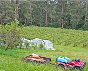 Peveril Vineyard/Beechy Berries - Accommodation Asia 1