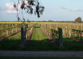 Water Wheel Vineyards - Accommodation Guide 0