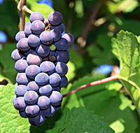 Tinderbox Vineyard - Accommodation Guide