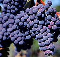 Morningside Vineyard - Accommodation China