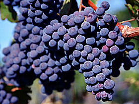 Morningside Vineyard - Accommodation Asia 0