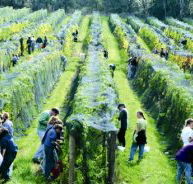 Crosswinds Vineyard - Accommodation China