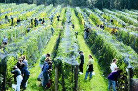 Crosswinds Vineyard - Accommodation Asia 0
