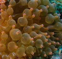 Coral Gardens Dive Site Mooloolaba - Accommodation Guide