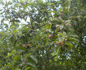 Tin Shed Cider - Accommodation Guide 1