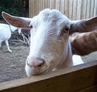 Drysdale Cheeses - Accommodation Guide