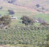 Wymah Organic Olives and Lambs - Accommodation Guide