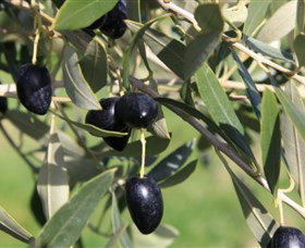 Wymah Organic Olives And Lambs - Accommodation Guide 2