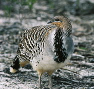Yongergnow Australian Malleefowl Centre - Accommodation Asia