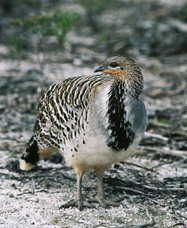 Yongergnow Australian Malleefowl Centre - Accommodation China 0