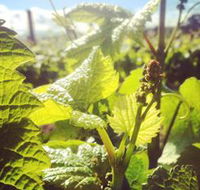 Punt Road Winery - Accommodation Guide