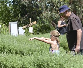 Hedgend Maze And Healesville Laser Sport - Accommodation Asia 2