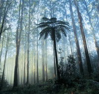 Yarra Ranges National Park - Accommodation Asia