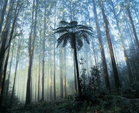 Yarra Ranges National Park - Accommodation Guide 0
