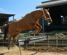 Boggy Creek Shows - Accommodation Guide 3