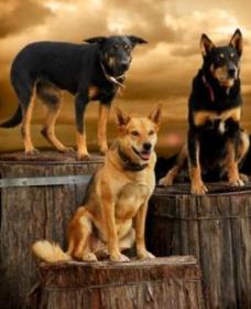 Boggy Creek Shows - Accommodation Guide 1